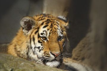 Königstiger Portrait, Panthera tigris tigris
