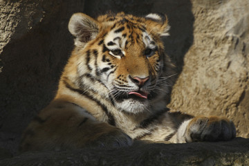 Königstiger Portrait, Panthera tigris tigris
