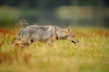 Fototapeta premium Concentrated wolf in yellow grass