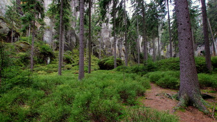 Zielony las pełen jagodników pośród skalnych ścian gór Sudeckich