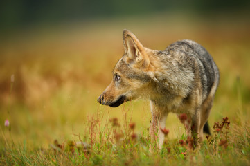 Closeup wolf looking left in yellow grass