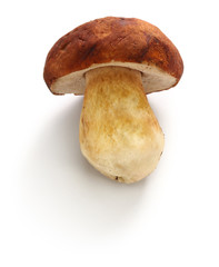fresh porcini cep mushroom isolated on white background