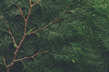 Green thuja tree branches background