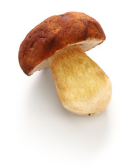 fresh porcini cep mushroom isolated on white background