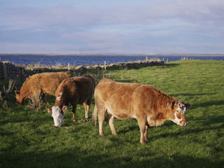 Three cows in a field by The Atlantic ocean, West Coast of Ireland.