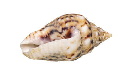 Sea shell on a white background