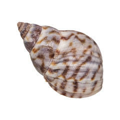 Sea shell on a white background