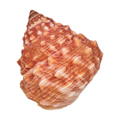 Sea shell on a white background