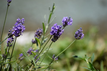 lavander