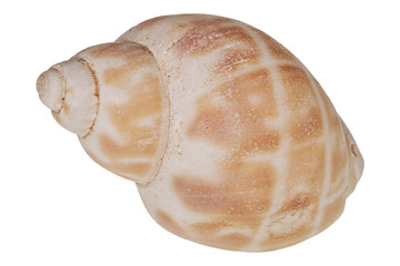 Sea shell on a white background