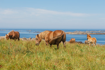 Naklejka na ściany i meble Troupeau de chevaux Traits Bretons au pré près de la côte