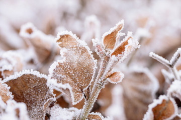 Close up from Frosty leaves