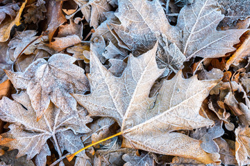 Frozen dry leaves on the ground. Close-up view of plane tree dead leaves covered with frost lying on the ground among other varieties of dry leaves.