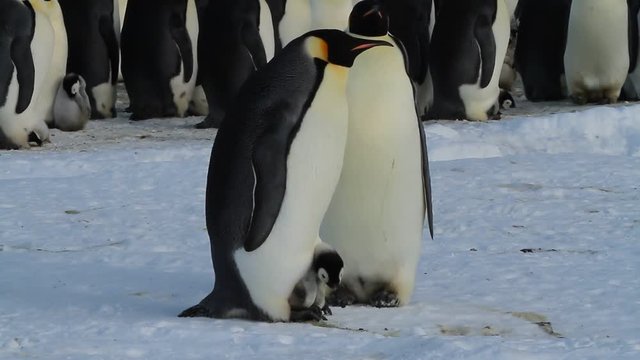 A couple of Emperor penguins(aptenodytes forsteri)chick in a colony in the Davis sea,Antarctica