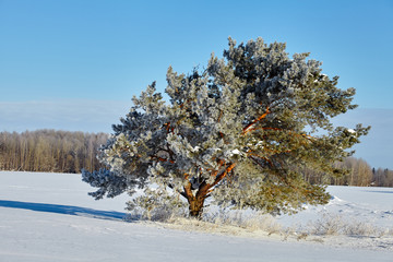 Winter landscapes. Winter is out of town. Snow and Pines