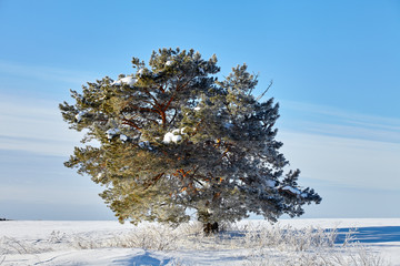 Winter landscapes. Winter is out of town. Snow and Pines