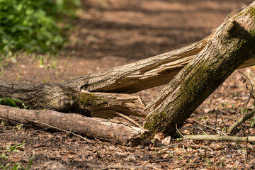 tree trunk in forest