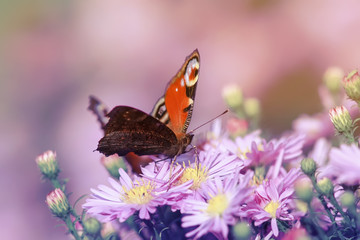 beautiful butterfly peacock sits among the delicate flowers on a Sunny day