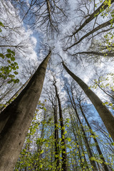 Tree tops