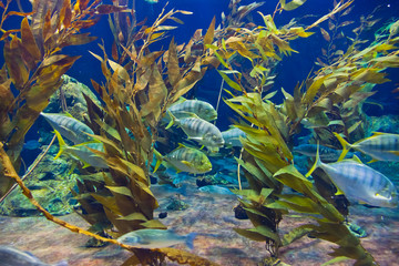 Fototapeta na wymiar Fishes and corals reef in Aquarium