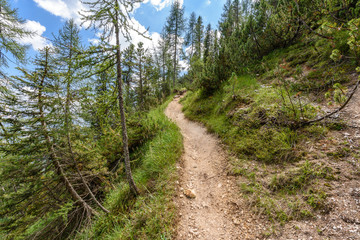 Fototapeta na wymiar Hiking trail trough forest in dolomiti mountain 