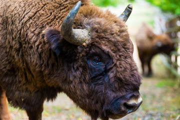 Wild aurochs © somra
