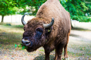 Wild aurochs © somra