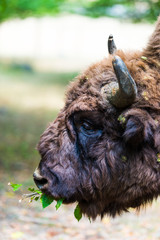 Wild aurochs