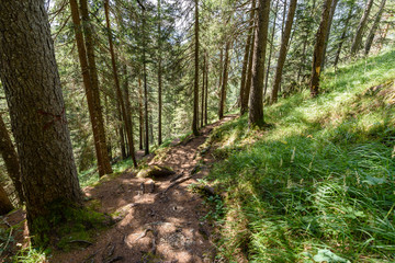 Hiking trail trough forest in dolomiti mountain 