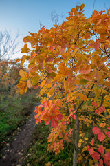Path in the autumn forest