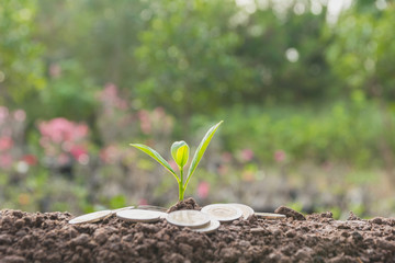 Young green plant with stack coin on ground for growing business financial concept.