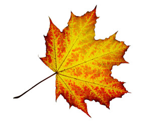 Naklejka na ściany i meble Texture, background, pattern. Autumnal maple leaf, clear colors, isolated on white background