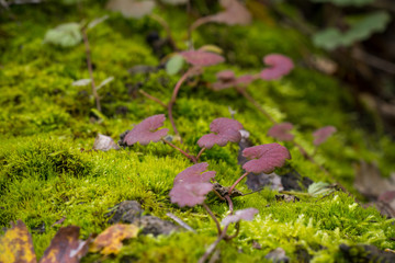 Macro photo - colorful leafs of wild plant on moss in autumn