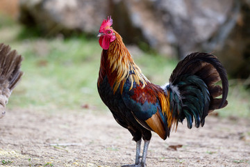 Verwilderter Hahn auf Kauai, Hawaii, USA.