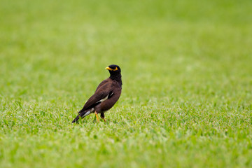 Hirtenmaina (Acridotheres tristis) läuft über einen Rasen in Hana, Mauai, Hawaii, USA.