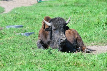Sleeping Buffalo