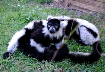 Fototapeta premium lemur