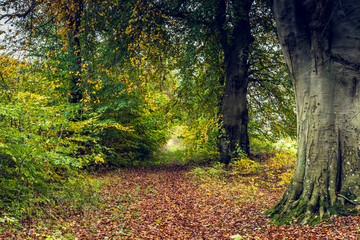 Obraz premium Waldlichtung im Herbst