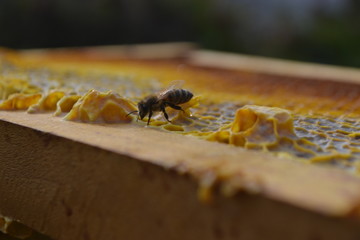 Abeja sobre marco de colmena