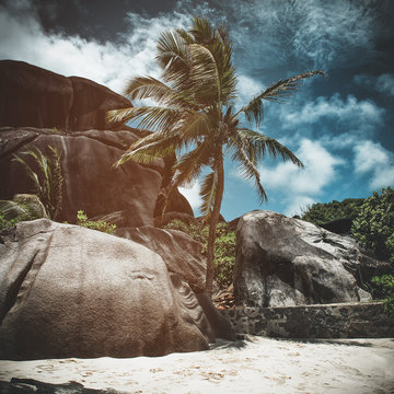 Palm tree and rocks on a tropical beach