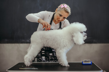 Grooming a little dog in a hair salon for dogs