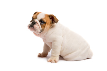 Obraz premium Cute puppy of English Bulldog isolated on white background