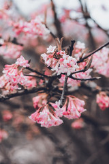 Dainty pink blossom on a tree branch