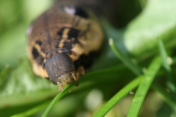 sphingidae caterpillar