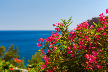 Coastline at the sea