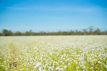 flowers, wild white flowers With bright sky