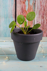 Pilea peperomioides, money plant. Isolated plant in ceramic pot. Wooden background.