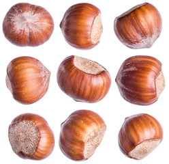 Hazelnut or filbert. Isolated on white background.