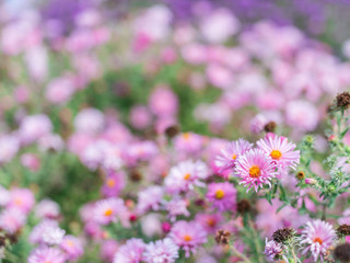 Small violet asters in the garden.