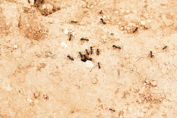 varias hormigas entrando y saliendo de un hormiguero a raz de suelo en un terreno arenoso